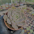 Echeveria pretty in pink Pote 9 na internet
