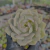 Echeveria lola x simulans Pote 9 - comprar online
