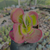 Kalanchoe fantastic variegata Pote 9 na internet