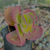 Kalanchoe fantastic variegata Pote 9 - comprar online