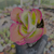 Kalanchoe fantastic variegata Pote 9 - SUCULENTAS EM CASA
