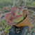 Kalanchoe fantastic variegata Pote 9 - loja online
