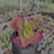 Imagem do Kalanchoe fantastic variegata Pote 9