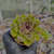 Echeveria ebony green Pote 9 na internet