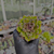 Echeveria ebony green Pote 9 - loja online