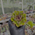 Imagem do Echeveria ebony green Pote 9