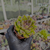 Echeveria ebony green Pote 9