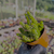 Peperomia columella Pote 9 - SUCULENTAS EM CASA