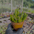 Imagem do Peperomia columella Pote 9