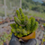 Peperomia columella Pote 9