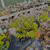 Sedum oaxacanum Pote 9 - loja online