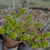 Sedum oaxacanum Pote 9 - comprar online