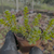 Sedum oaxacanum Pote 9 - comprar online