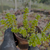 Sedum oaxacanum Pote 9 na internet