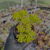 Sedum corynephyllum Pote 9 na internet