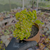 Sedum corynephyllum Pote 9 - SUCULENTAS EM CASA