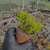 Sedum corynephyllum Pote 9 - loja online