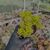 Sedum corynephyllum Pote 9