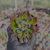 Echeveria toggle Pote 9 - comprar online