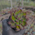 Echeveria toggle Pote 9 - SUCULENTAS EM CASA