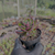 Echeveria toggle Pote 9 - loja online