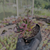 Imagem do Echeveria toggle Pote 9