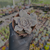 Echeveria crispate beauty Pote 9 - loja online