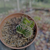 Crassula templo de buda Pote 9 - SUCULENTAS EM CASA