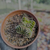 Crassula templo de buda Pote 9 - loja online