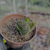Imagem do Crassula templo de buda Pote 9