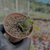 Crassula templo de buda Pote 9 na internet