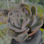 Echeveria rosaura Pote 9 - SUCULENTAS EM CASA