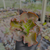 Echeveria party dress Pote 9 na internet