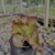 Echeveria party dress Pote 9 - loja online