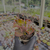 Echeveria party dress Pote 9
