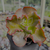 Echeveria party dress Pote 9 - comprar online