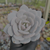Echeveria lauii Pote 9 - comprar online