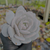 Echeveria lauii Pote 9 na internet
