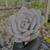 Echeveria lauii Pote 9 - SUCULENTAS EM CASA