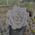 Echeveria lauii Pote 9