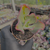 Echeveria can can coreia Pote 9 na internet
