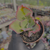 Echeveria can can coreia Pote 9 - SUCULENTAS EM CASA