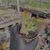 Imagem do Echeveria can can coreia Pote 9