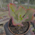 Echeveria can can coreia Pote 9