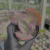 Echeveria bumps Pote 9