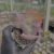 Echeveria bumps Pote 9 na internet