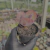 Echeveria bumps Pote 9 - SUCULENTAS EM CASA