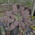 Echeveria línguas Pote 11 na internet
