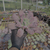 Echeveria línguas Pote 11