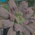Echeveria línguas Pote 11 - comprar online